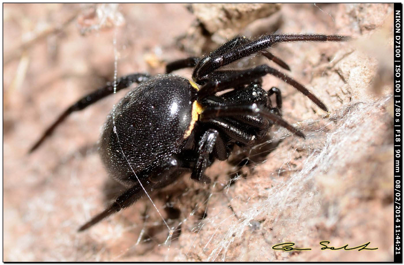 Steatoda paykulliana - Alghero (SS)